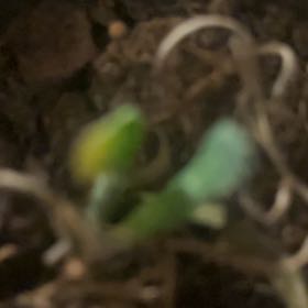 Photo of the plant species Cheesemans Spider Orchid by @ChampAjídulce93 named Elle on Greg, the plant care app