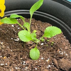 Photo of the plant species Foxglove 'Foxy' by @PunchyPepino47 named Dax on Greg, the plant care app
