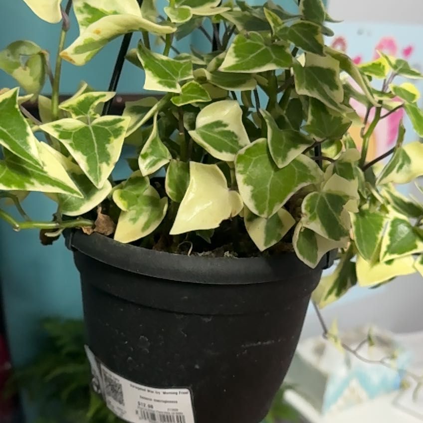 Photo of the plant species Variegated Wax Ivy by @PunchyPepino47 named Naomi on Greg, the plant care app