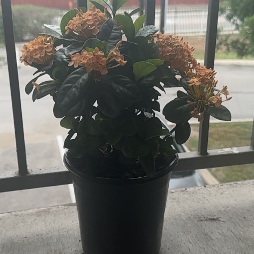Photo of the plant species Red Bush Ixora by @PunchyPepino47 named Sol on Greg, the plant care app