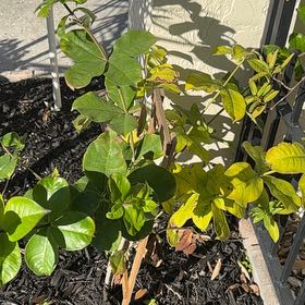 Photo of the plant species Allamanda Blanchetii by @PetPlanty55 named Queen on Greg, the plant care app