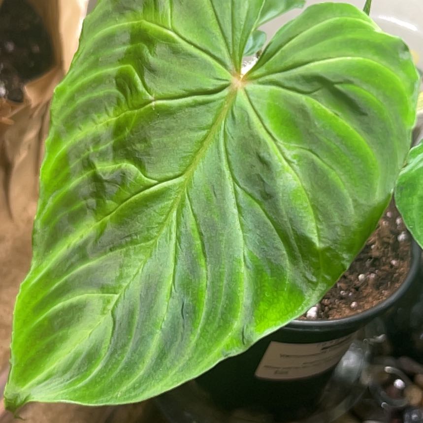 Photo of the plant species Philodendron 'Verrucosum' by @HotMountain63 named 6.6 - Wale on Greg, the plant care app
