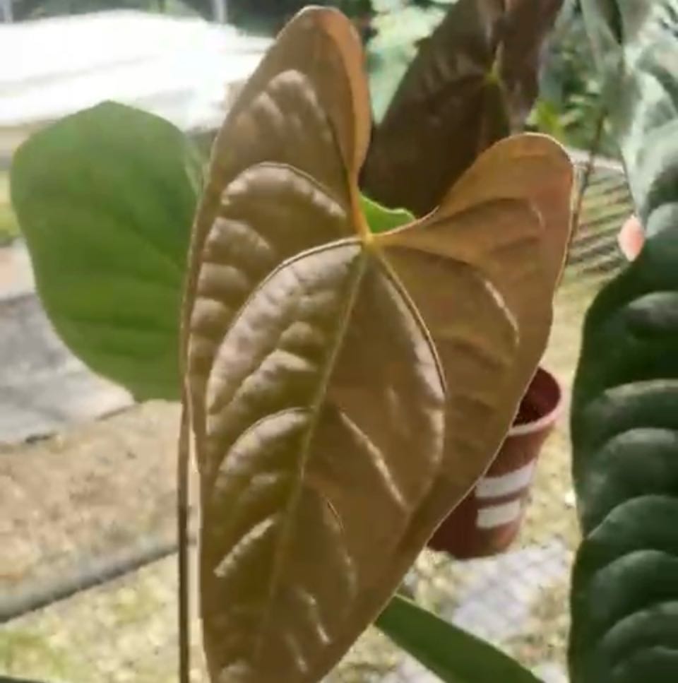 Photo of the plant species Anthurium Regale X Luxurians by @HotMountain63 named 8.3 - Harper on Greg, the plant care app