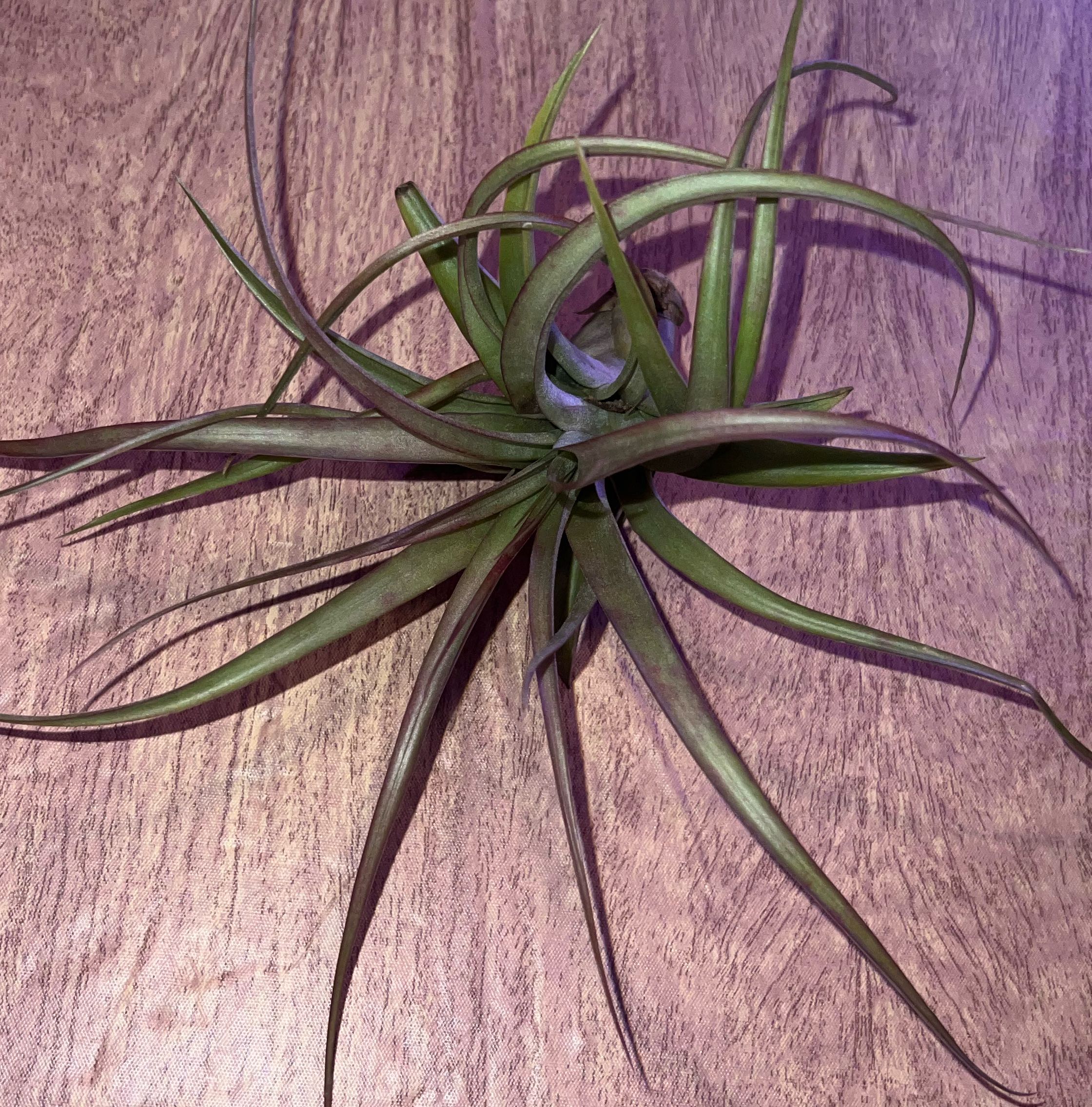 Photo of the plant species Abdita by @HotMountain63 named 9.0 - Airee on Greg, the plant care app