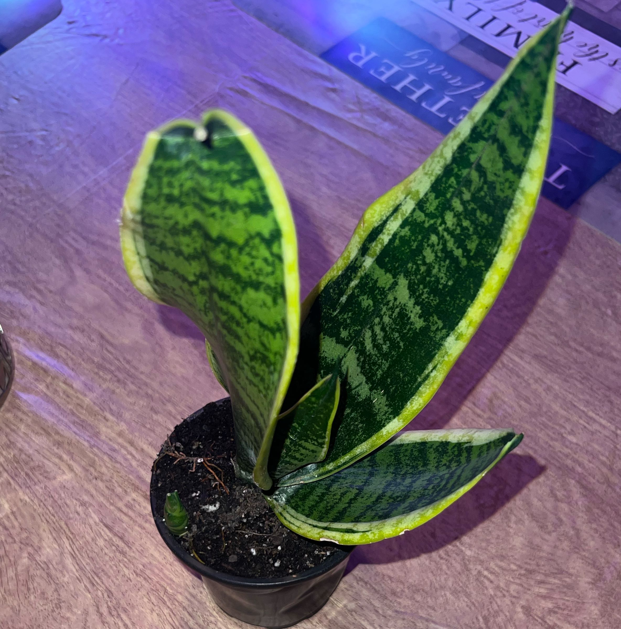 Photo of the plant species Sansevieria 'Superba' by @HotMountain63 named 9.1 - Sansee on Greg, the plant care app