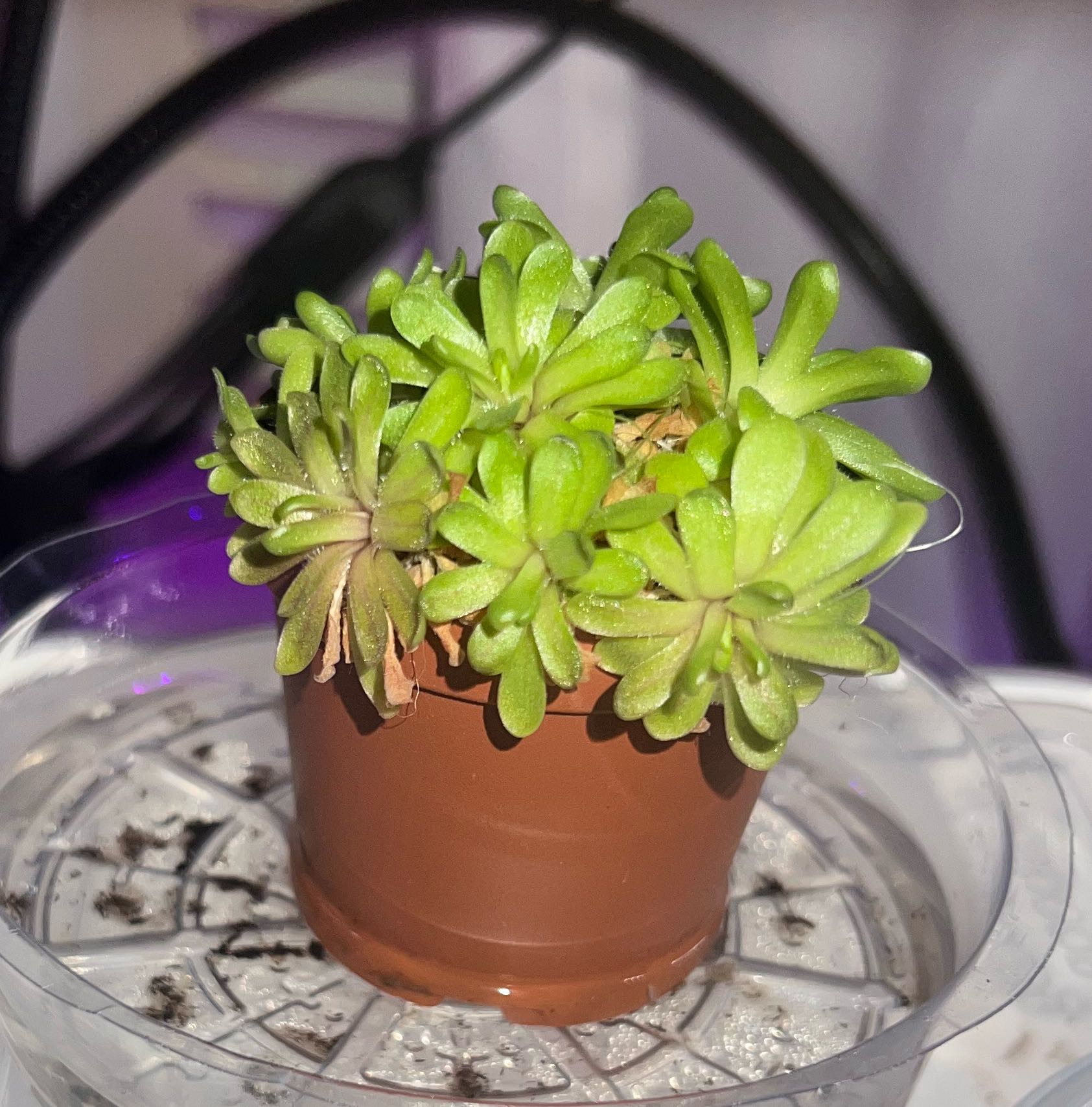 Photo of the plant species Mexican Butterwort by @HotMountain63 named 5.51 - on Greg, the plant care app