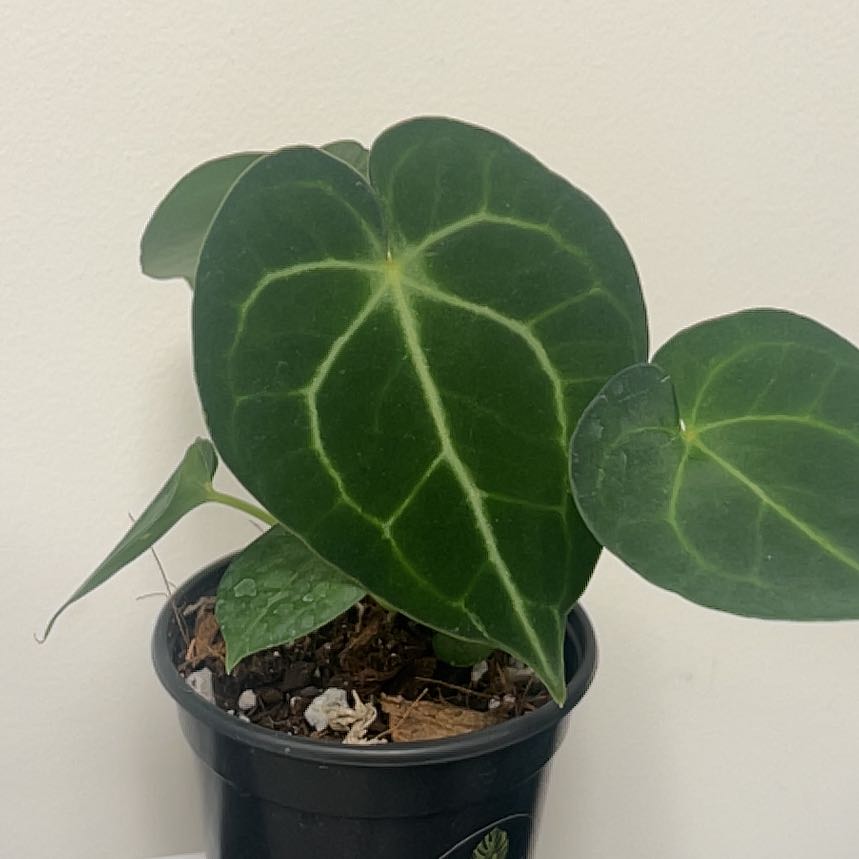 Photo of the plant species Clarinervium Anthurium by @HotMountain63 named 9.8 - Fernie Saunders on Greg, the plant care app