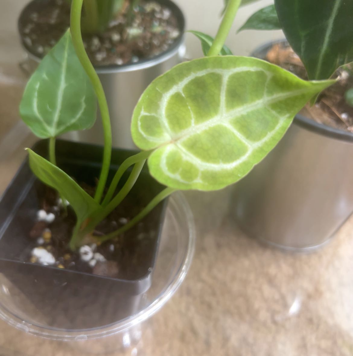 Photo of the plant species Anthurium Pink Lem/Crystal X Wonder Boy by @HotMountain63 named 91.0 - Lebron on Greg, the plant care app