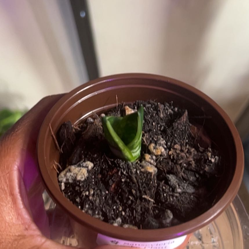 Photo of the plant species Sansevieria 'Superba' by @HotMountain63 named 9.11 - Eva on Greg, the plant care app