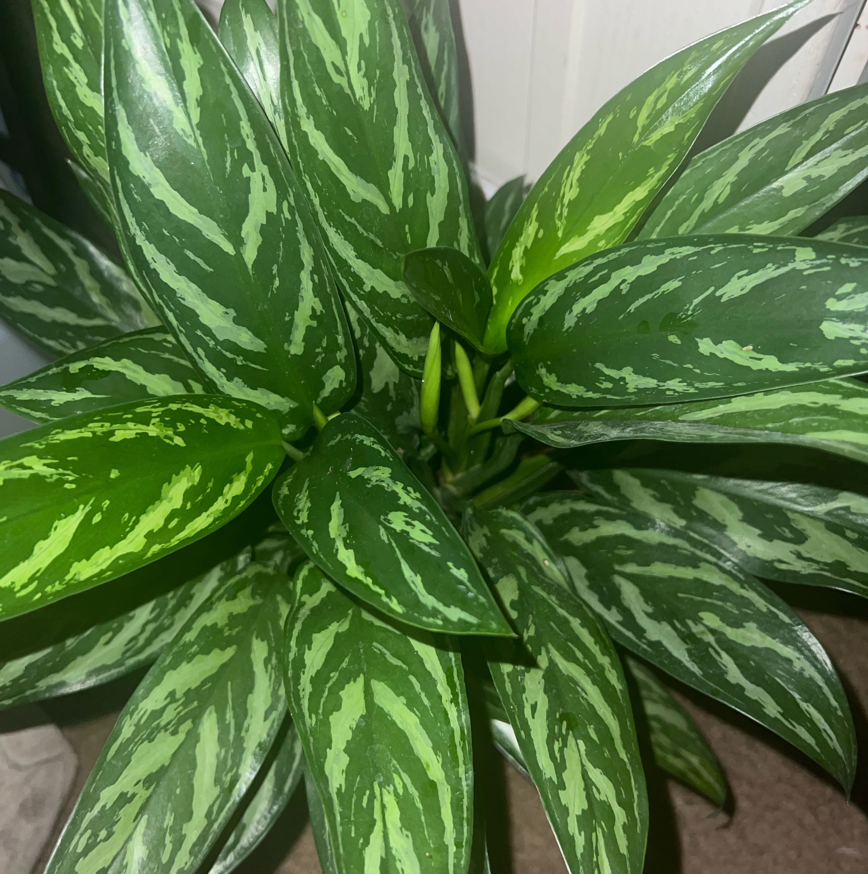 Photo of the plant species Aglaonema 'Tigress' by @HotMountain63 named 91.9 - Elina on Greg, the plant care app