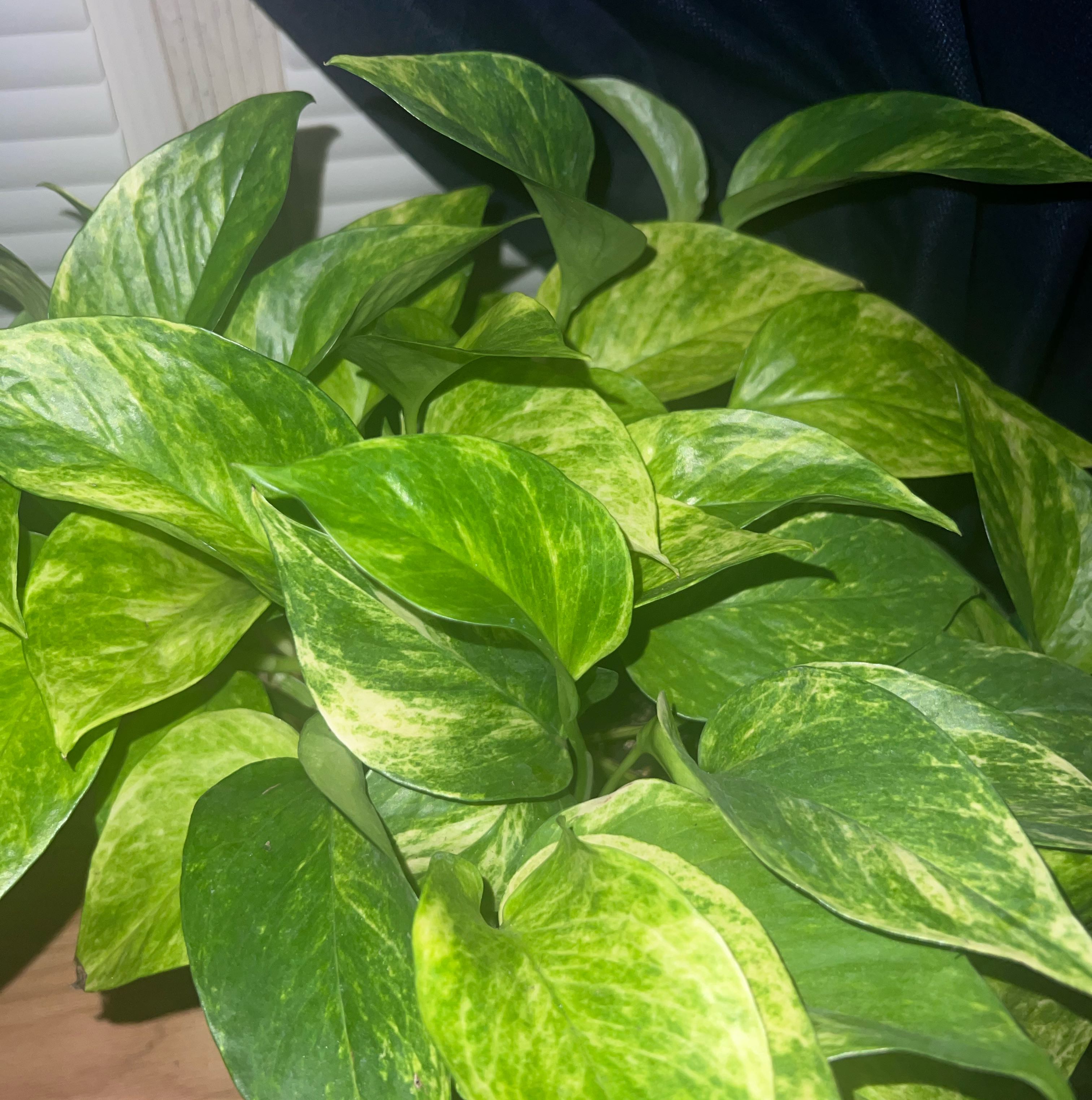 Photo of the plant species Neon Queen Pothos by @HotMountain63 named 92.1 - UneQue on Greg, the plant care app