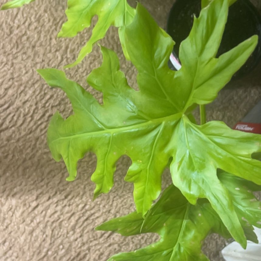 Photo of the plant species Philodendron warszewiczii by @HotMountain63 named Bruce Lee on Greg, the plant care app