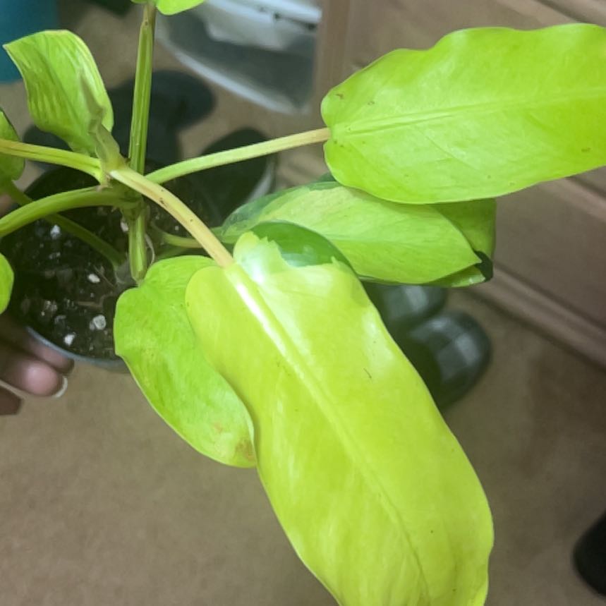 Photo of the plant species Philodendron 'Thai Sunrise' by @HotMountain63 named Foxxy on Greg, the plant care app