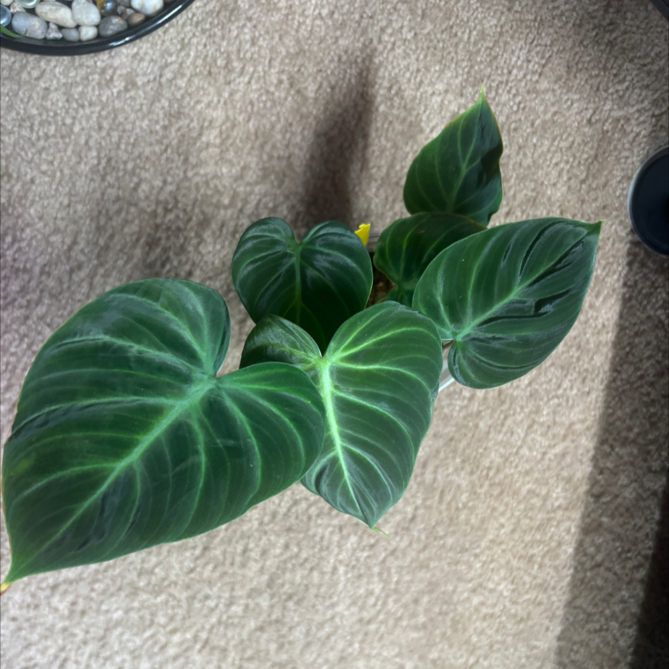 Photo of the plant species Philodendron 'El Choco' by @HotMountain63 named 6.3 - Paco on Greg, the plant care app