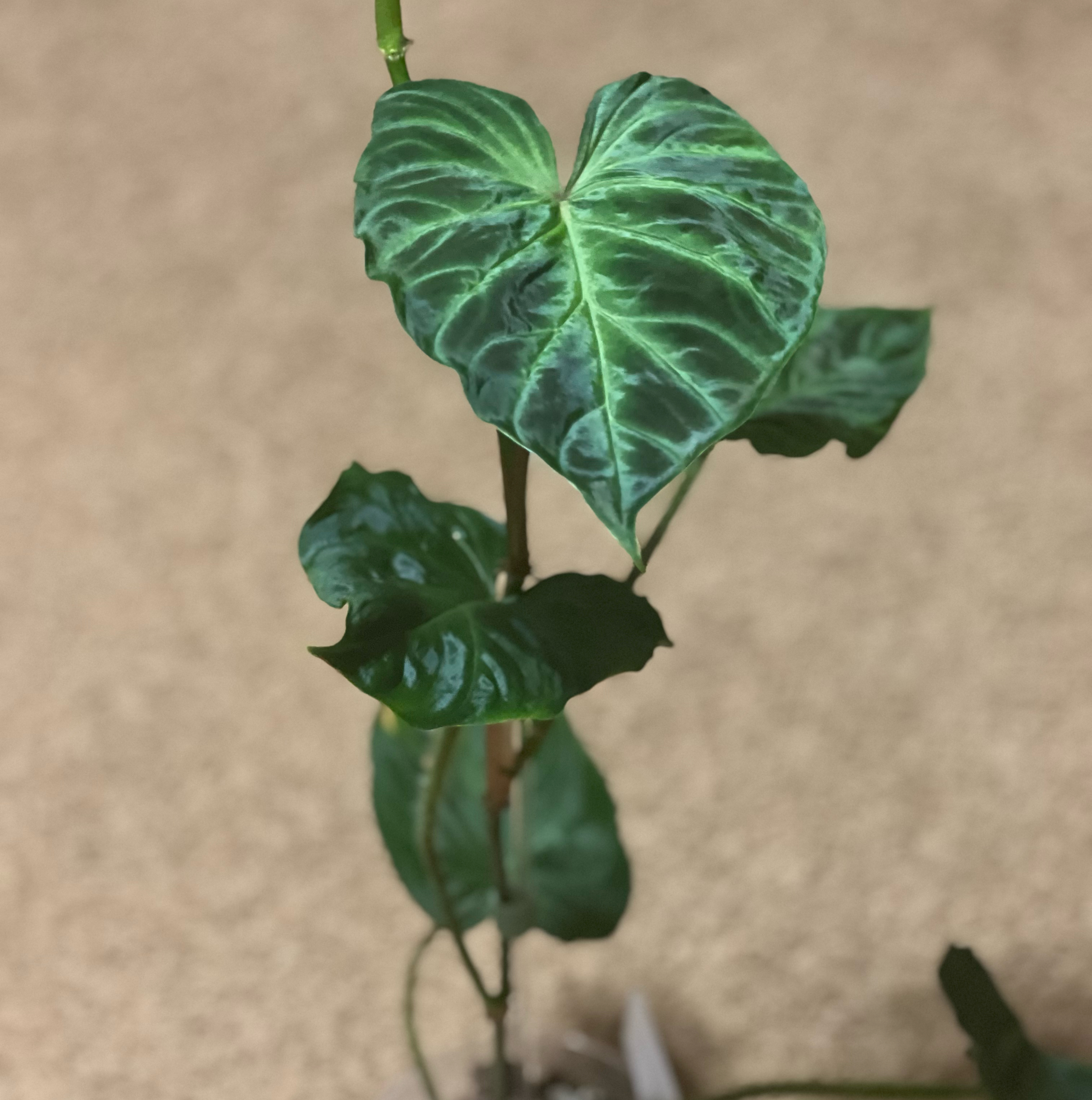 Photo of the plant species Philodendron 'Verrucosum' by @HotMountain63 named 6.6 - Wale on Greg, the plant care app