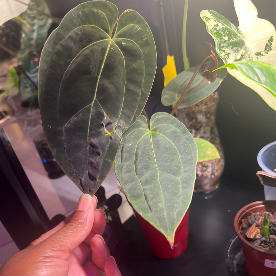 Photo of the plant species Anthurium Papillilaminum X Crystallinum by @HotMountain63 named 7.0 - Miguel on Greg, the plant care app