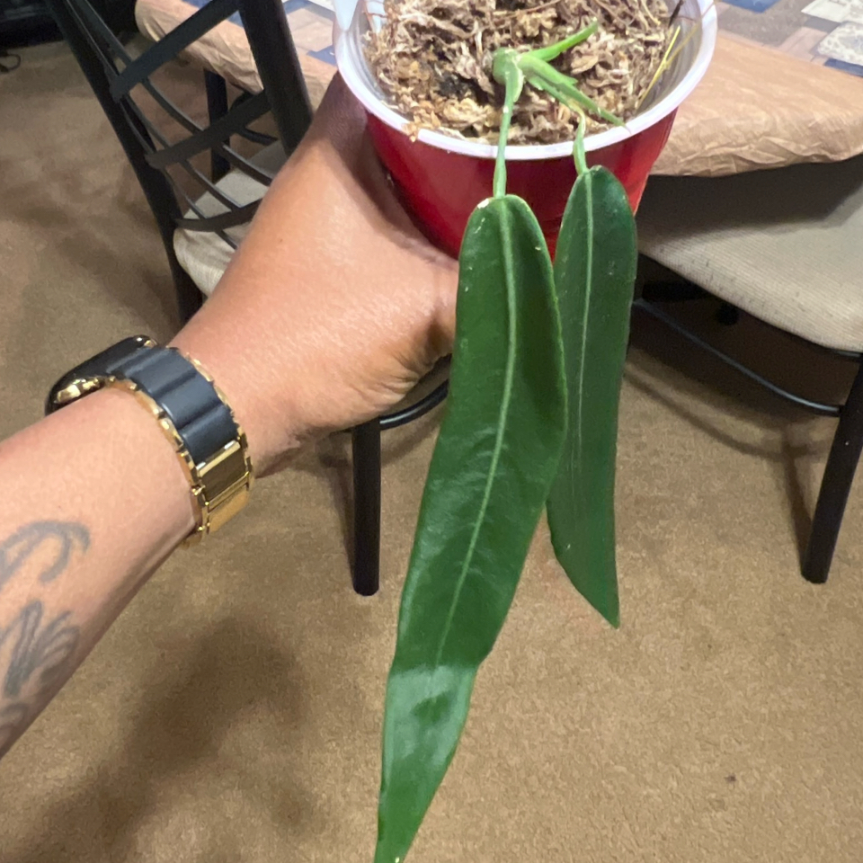 Photo of the plant species Pallidiforum 'Guayusa' by @HotMountain63 named 6.8 - Lucci on Greg, the plant care app