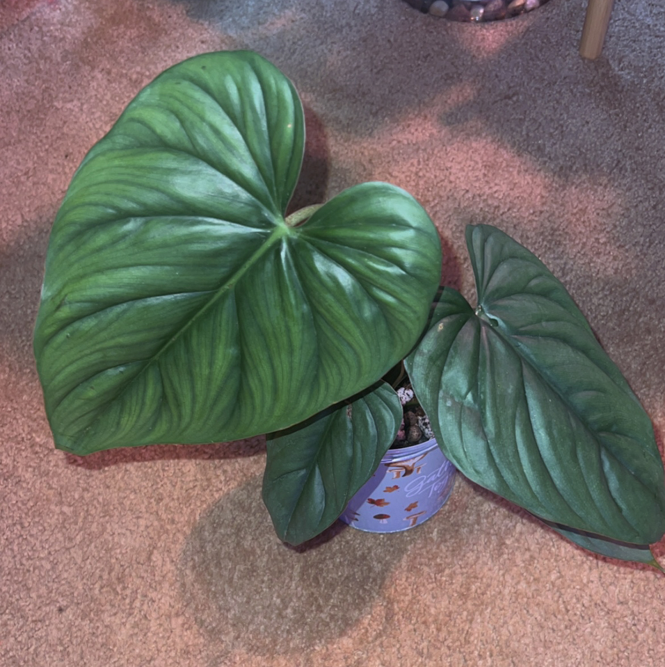 Photo of the plant species Philodendron sp Colombia by @HotMountain63 named 8.6 - Cardi on Greg, the plant care app