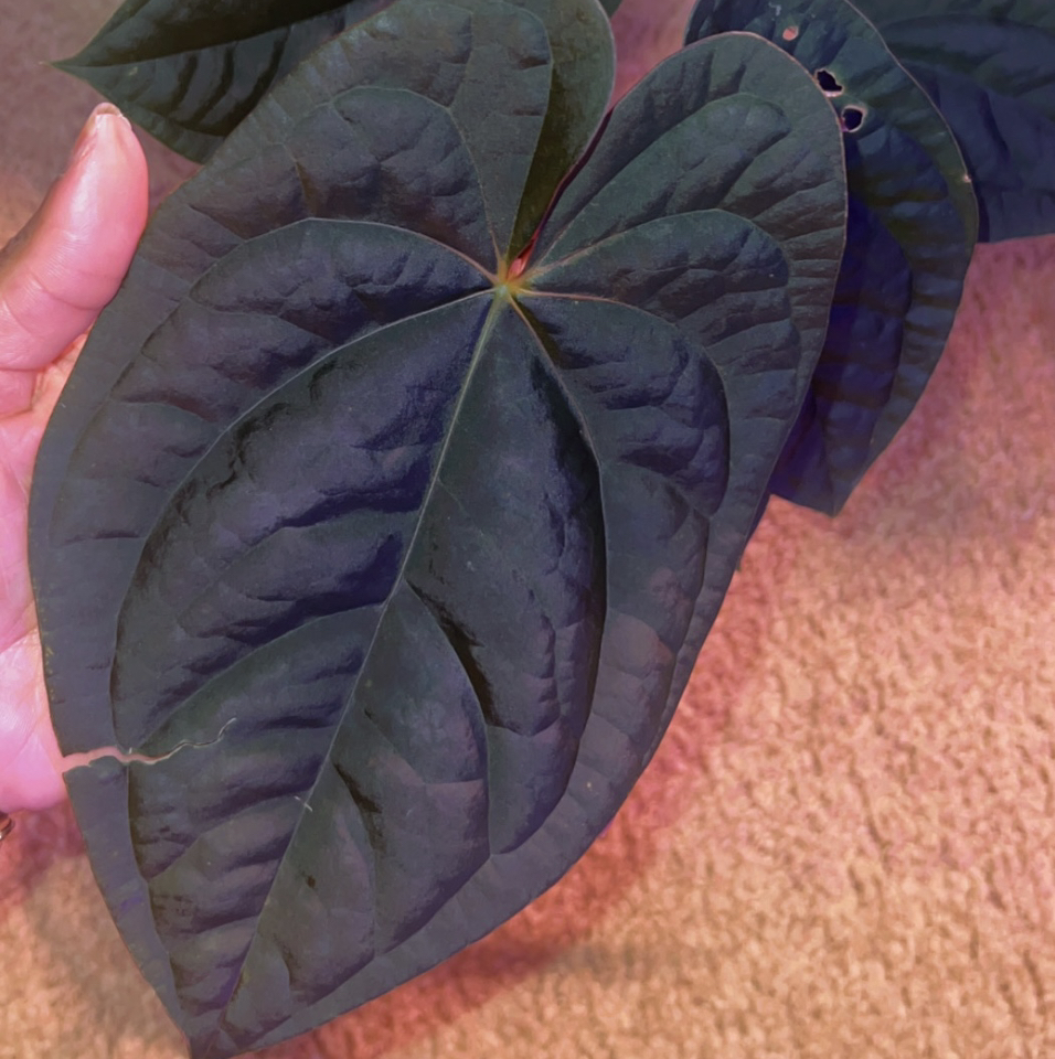 Photo of the plant species Papi x Lux by @HotMountain63 named 8.2 - Coco on Greg, the plant care app