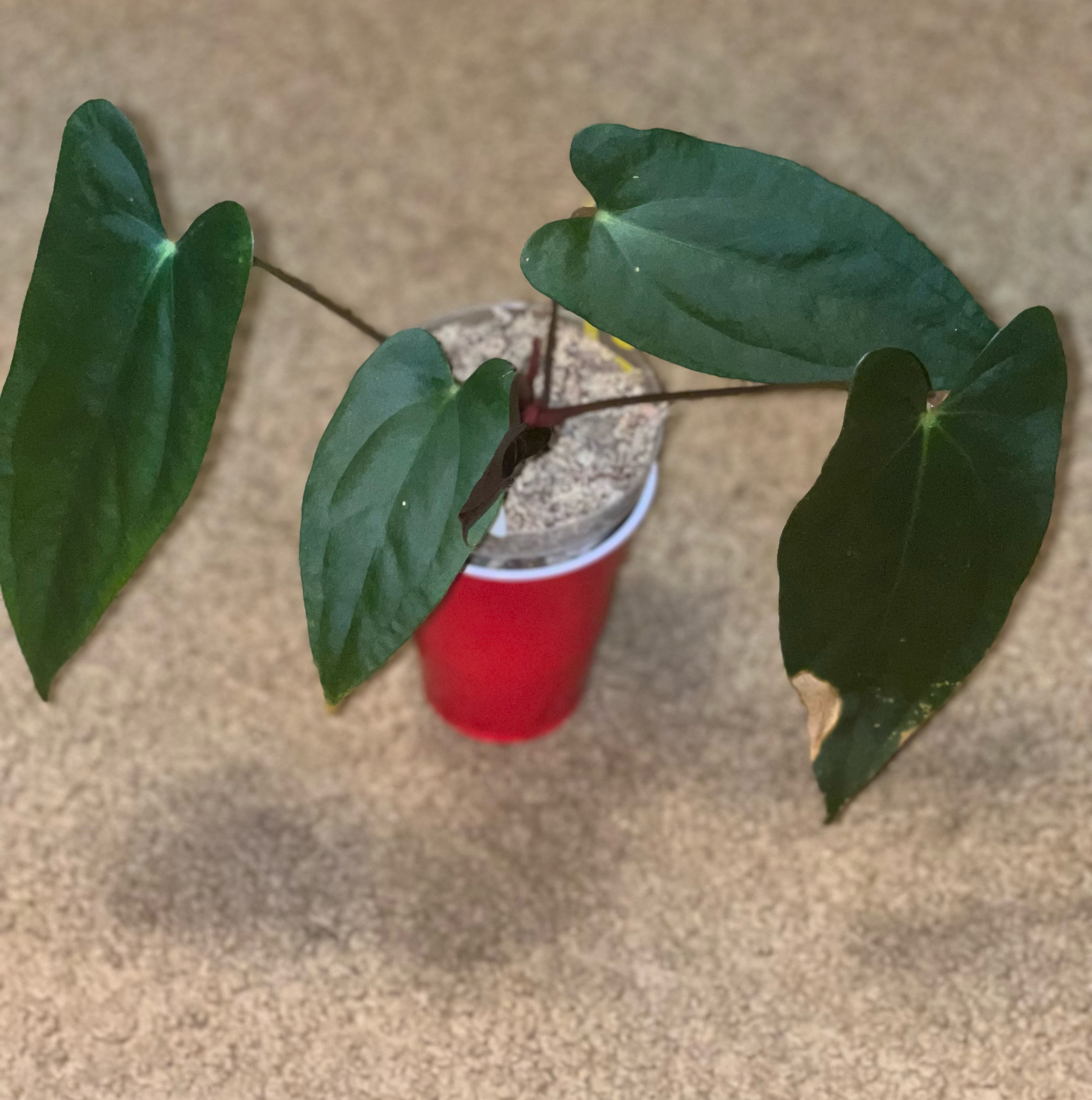 Photo of the plant species Anthurium by @HotMountain63 named 8.1 - Kardashian on Greg, the plant care app