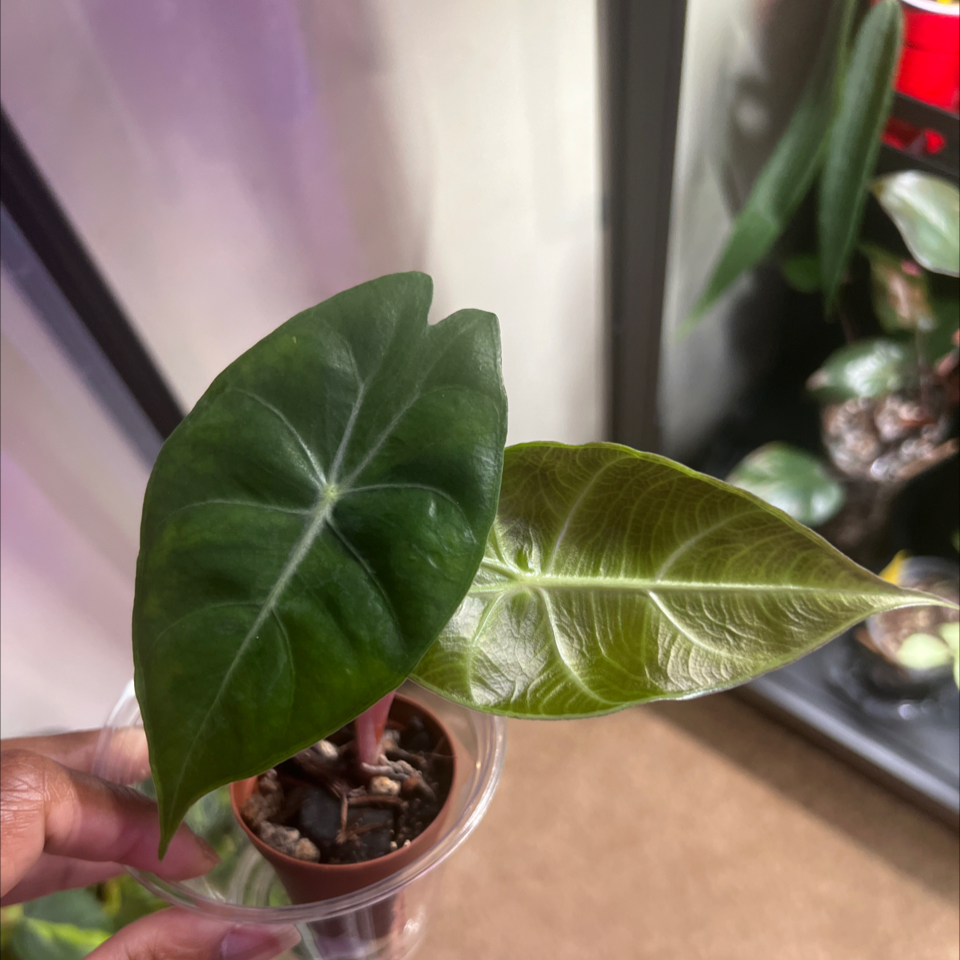 Photo of the plant species Elephant Ear 'Morocco' by @HotMountain63 named 6.51 - Corm1 on Greg, the plant care app