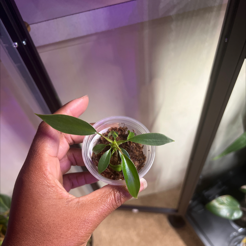 Photo of the plant species Philodendron x joepii by @HotMountain63 named 8.7 - Winston on Greg, the plant care app