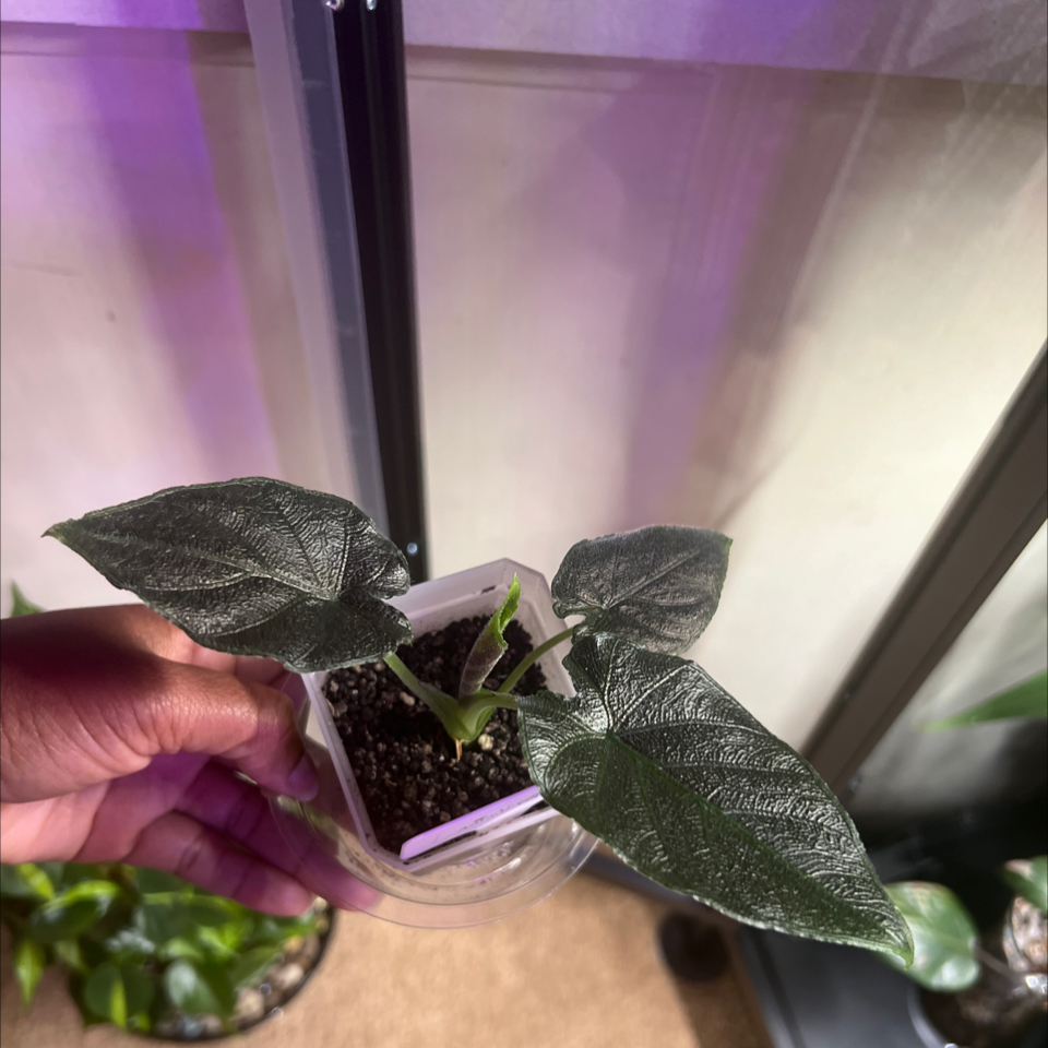 Photo of the plant species Alocasia Antoro Velvet by @HotMountain63 named 9.3 - Chelle on Greg, the plant care app