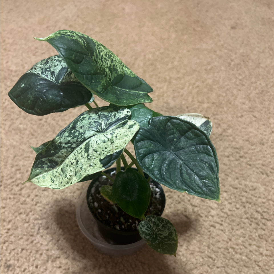 Photo of the plant species Alocasia Dragon Scale Mint by @HotMountain63 named 9.9 - Gates on Greg, the plant care app