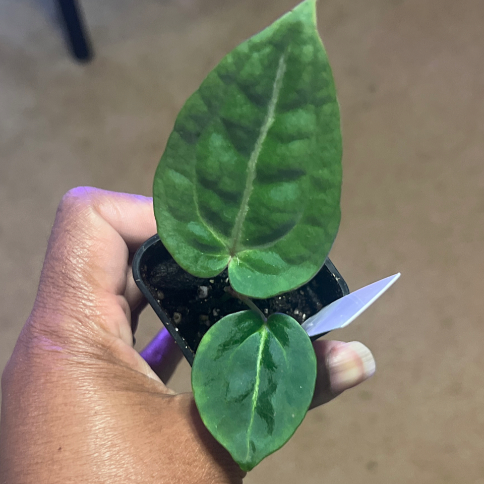 Photo of the plant species Justin X Wonderboy A by @HotMountain63 named 92.0 - Justin on Greg, the plant care app