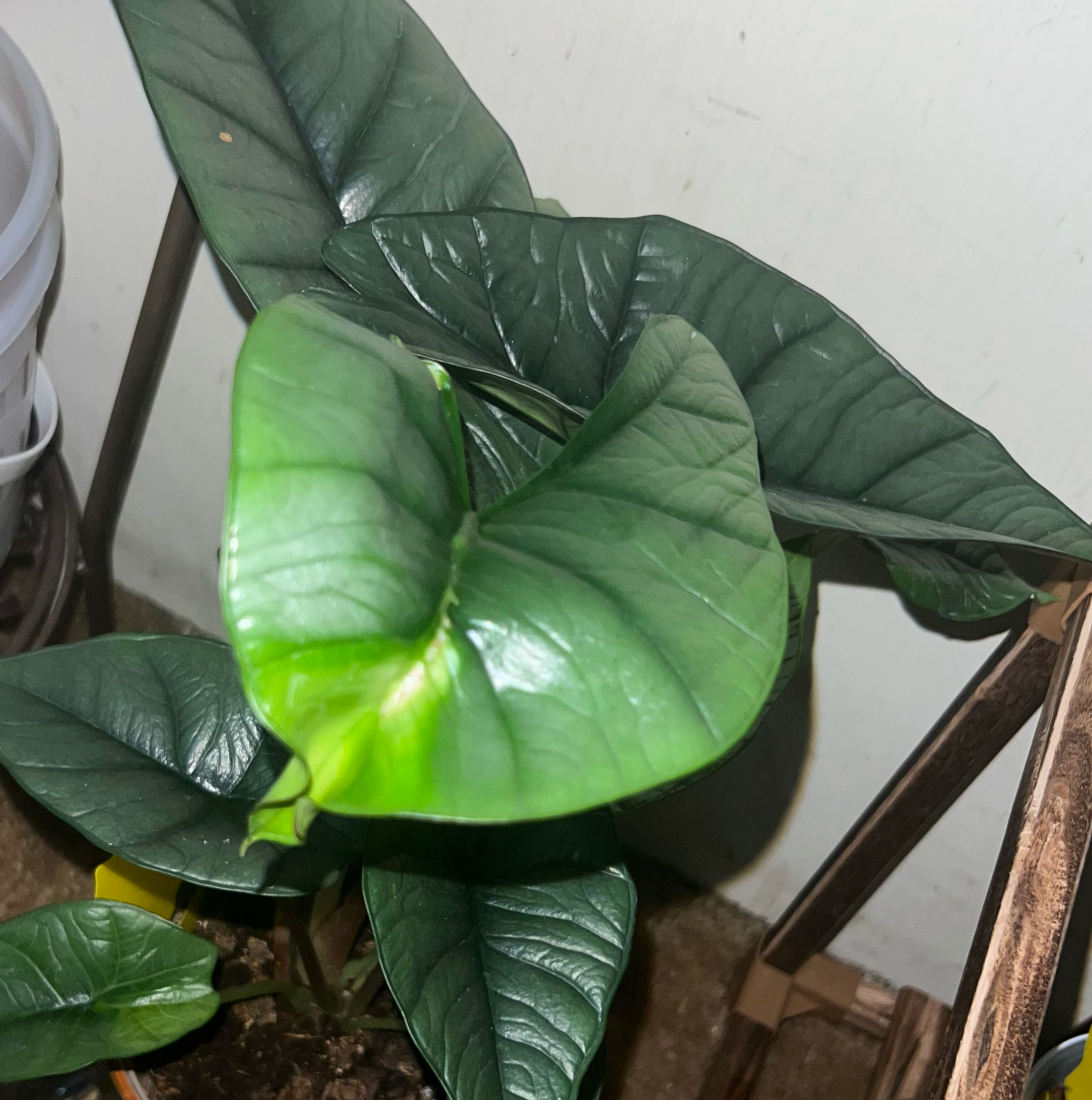 Photo of the plant species Alocasia Bisma by @HotMountain63 named 4.2 - Bizzy on Greg, the plant care app
