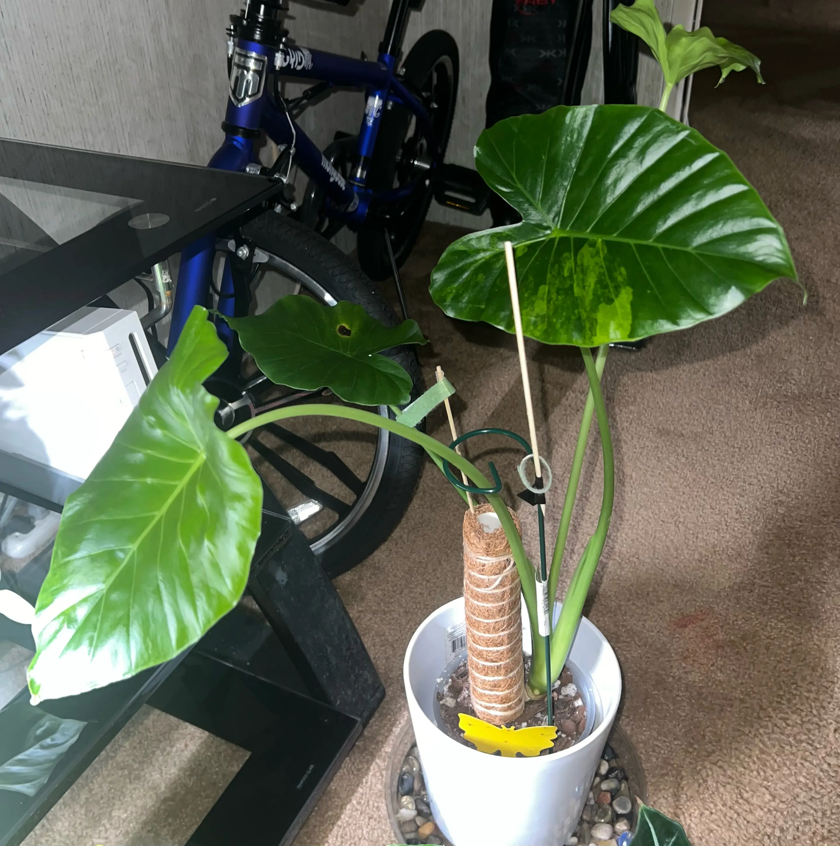 Photo of the plant species Alocasia Odora Variegated Aurea by @HotMountain63 named 3.2 - Treasure on Greg, the plant care app