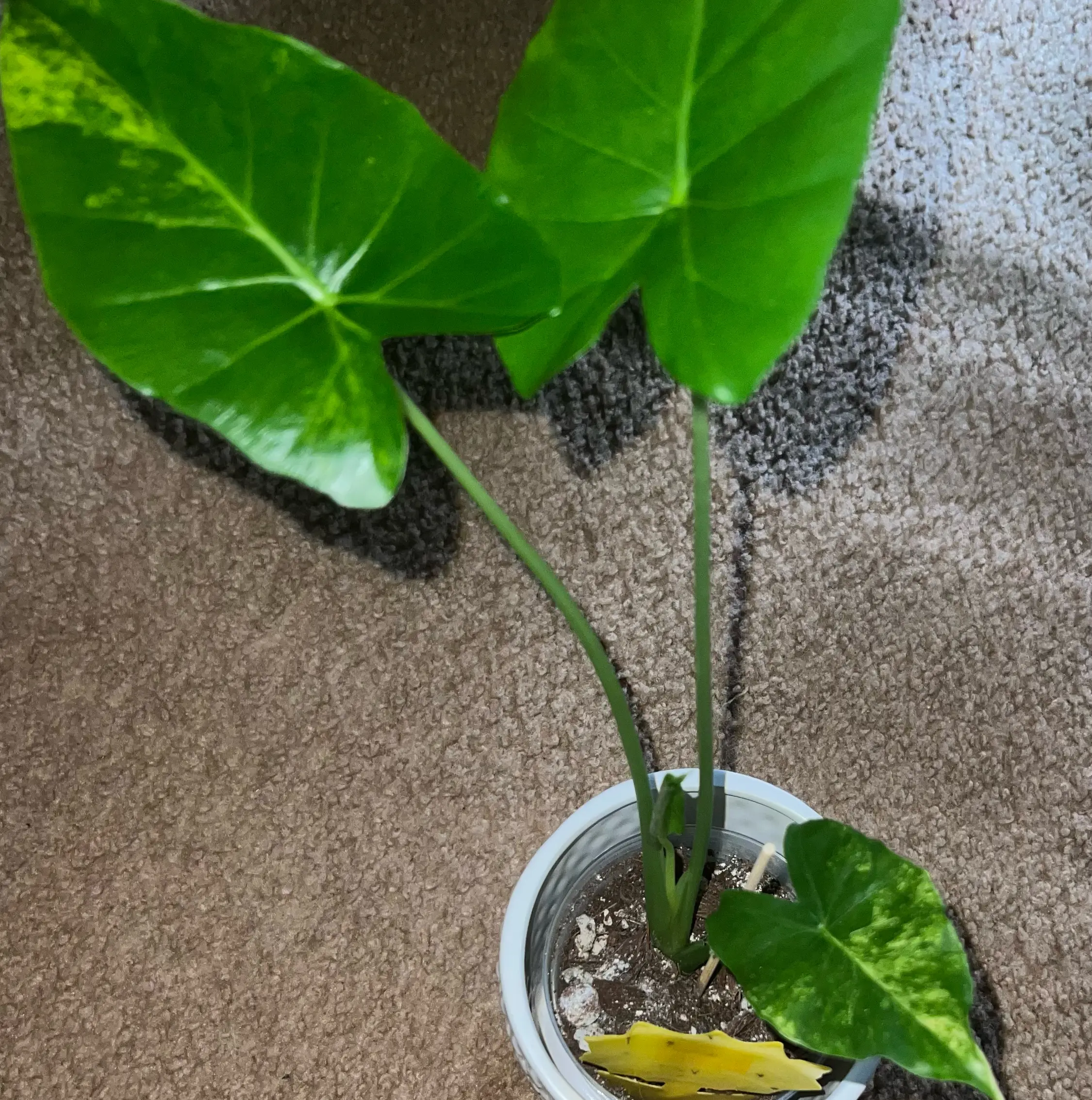 Photo of the plant species Variegated Alocasia Odora by @HotMountain63 named 3.22 - Rose on Greg, the plant care app