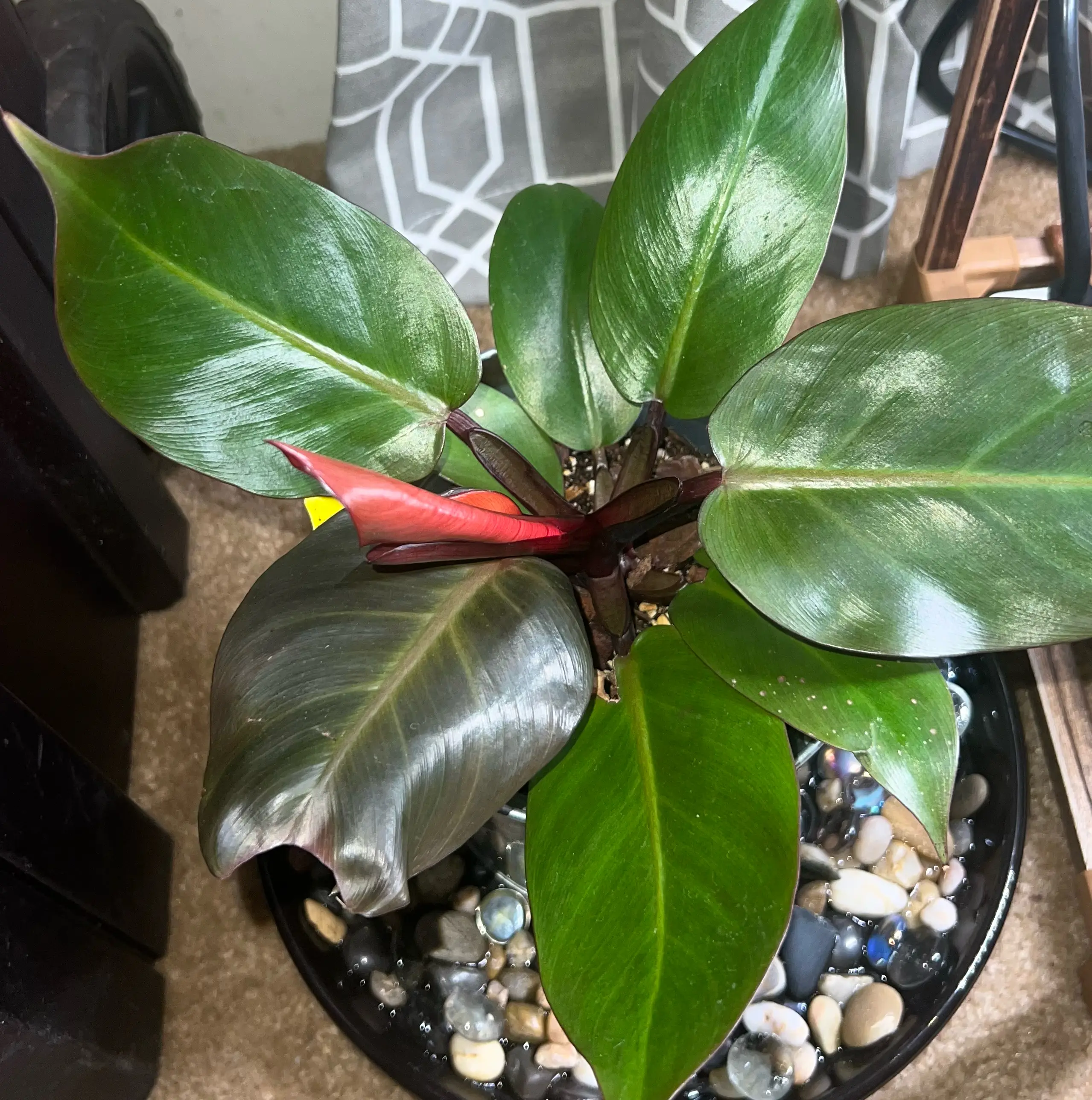 Photo of the plant species Cherry Red by @HotMountain63 named 3.7 - Sexy Red on Greg, the plant care app