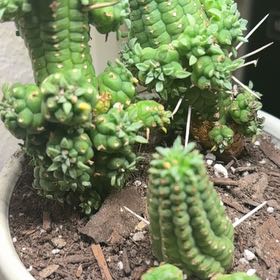 Photo of the plant species Variegated Corn Cob Cactus by @ShrewdCactus45 named Clooney on Greg, the plant care app
