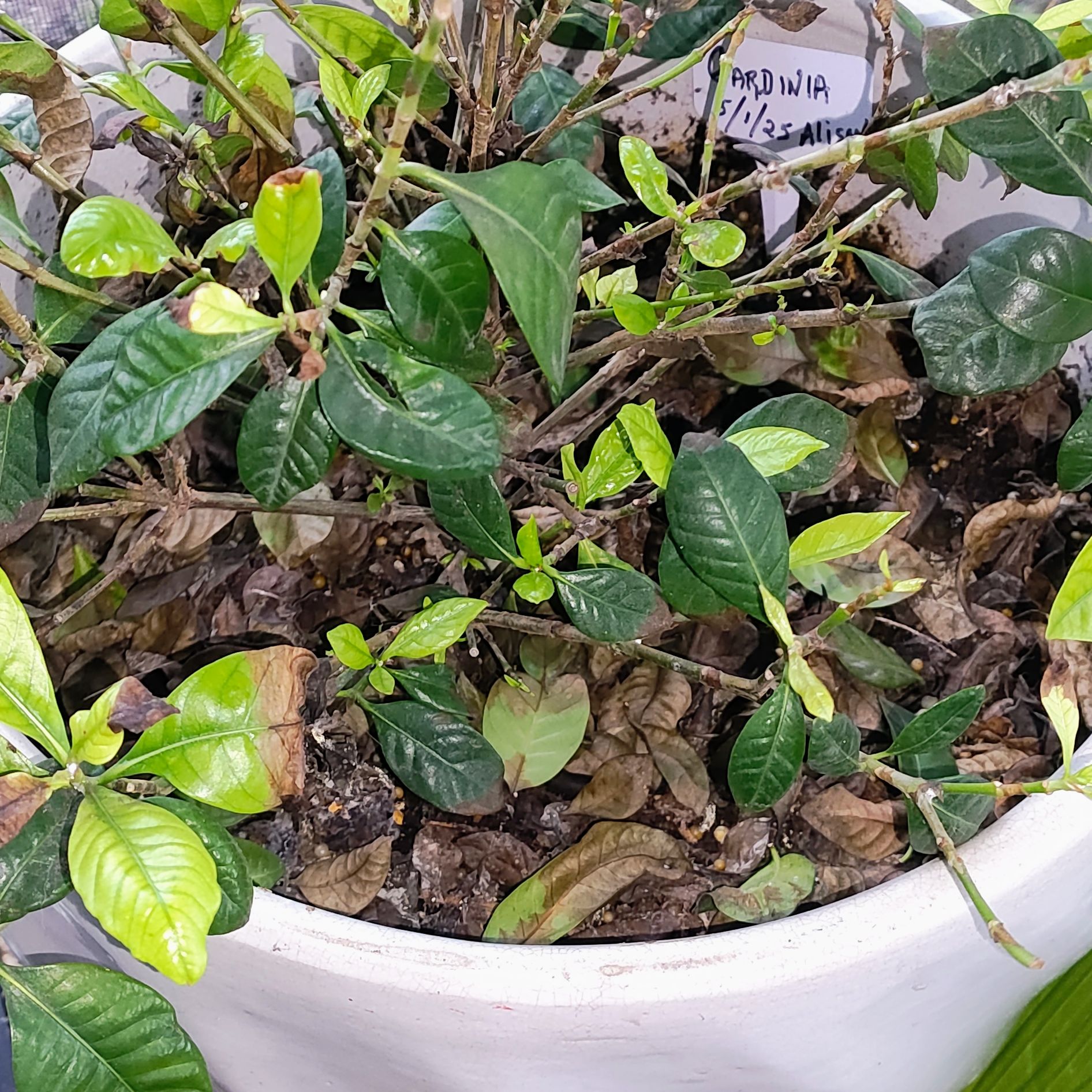 Photo of the plant species Gardenia by @BetterBluebroom named Allie on Greg, the plant care app
