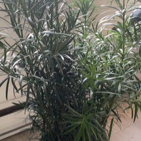 Photo of the plant species Podocarpus Plant by @YeahSnowdrop8 named Gomez on Greg, the plant care app
