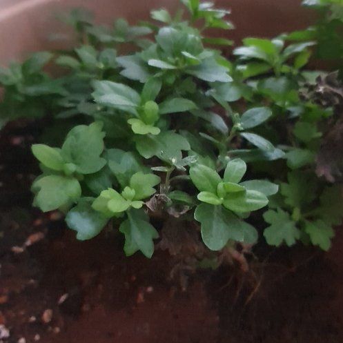Photo of the plant species Indian Chrysanthemum by @BrotherMiro28 named Nithin on Greg, the plant care app