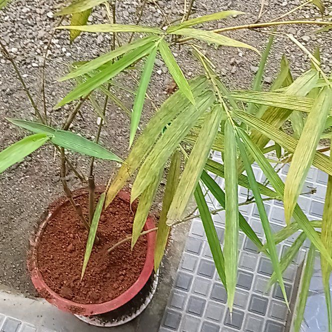 Photo of the plant species Buddha's Belly Bamboo by @EngagingRedfir0 named Michelle Branch on Greg, the plant care app