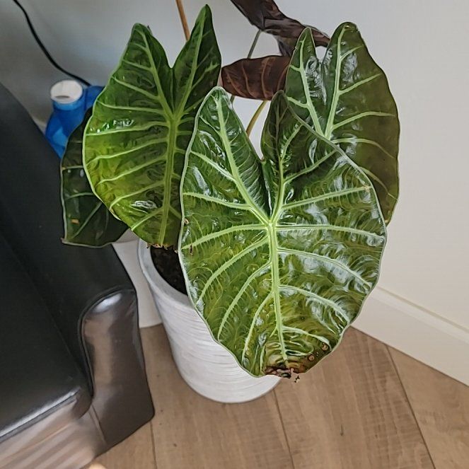 Photo of the plant species Pink Dragon by @HappySpaceVibes named Ruby on Greg, the plant care app