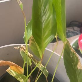 Photo of the plant species Prayer Plant by @SavvyFlatpea31 named Mando on Greg, the plant care app