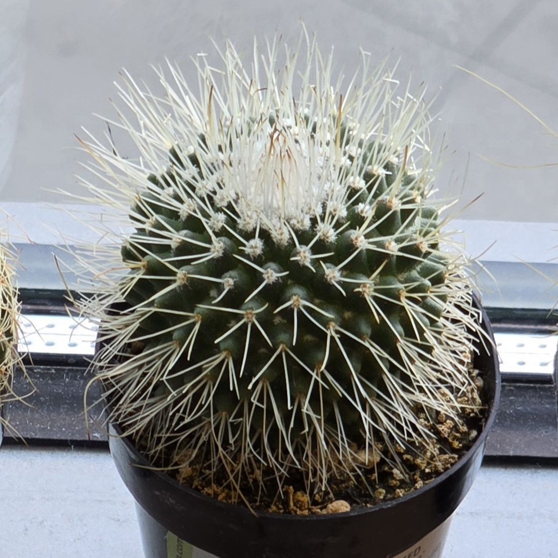 Photo of the plant species Mammillaria spinosissima 'Un Pico' by @WiseCat8 named Aria on Greg, the plant care app
