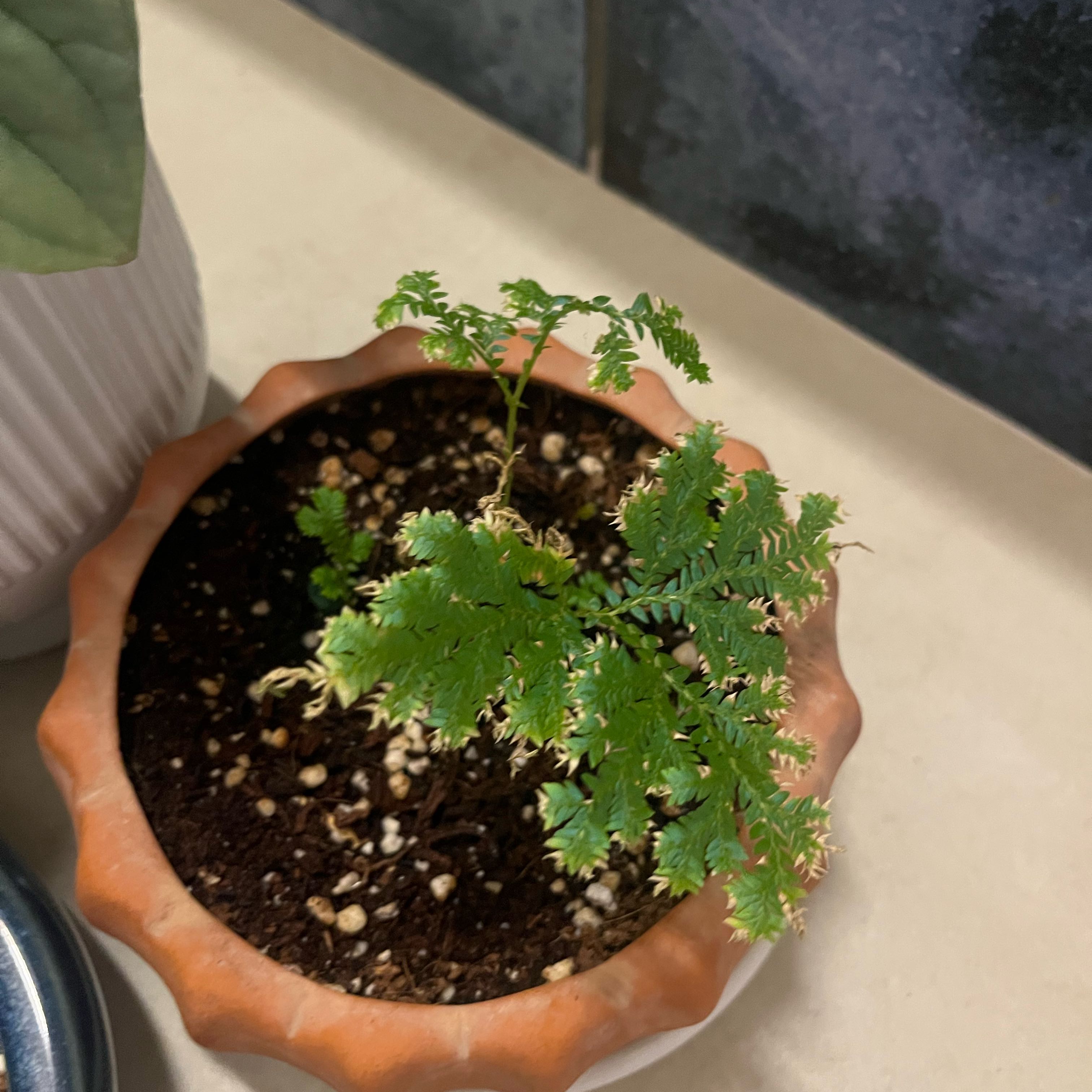 Photo of the plant species peacock fern by @SoaringKaraka89 named Marilyn on Greg, the plant care app