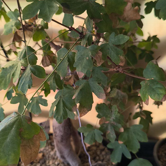 Photo of the plant species Hedge Maple by @GemLilac7 named Marley on Greg, the plant care app