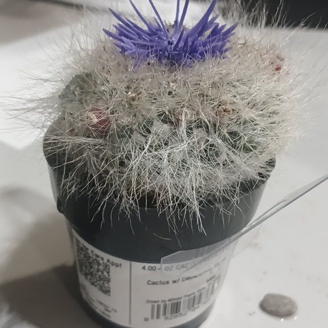 Photo of the plant species Old Man Cactus by @UpbeatWateroak named Meeshie on Greg, the plant care app