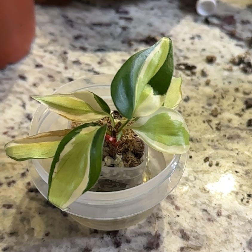 Photo of the plant species Philodendron 'Gabby' by @SmileyOrchid80 named Treeyoncé on Greg, the plant care app