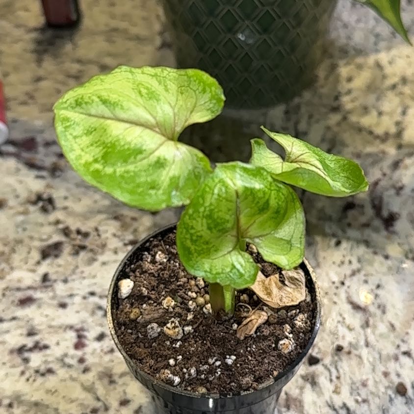 Photo of the plant species Syngonium 'Berry' by @SmileyOrchid80 named Lavender on Greg, the plant care app