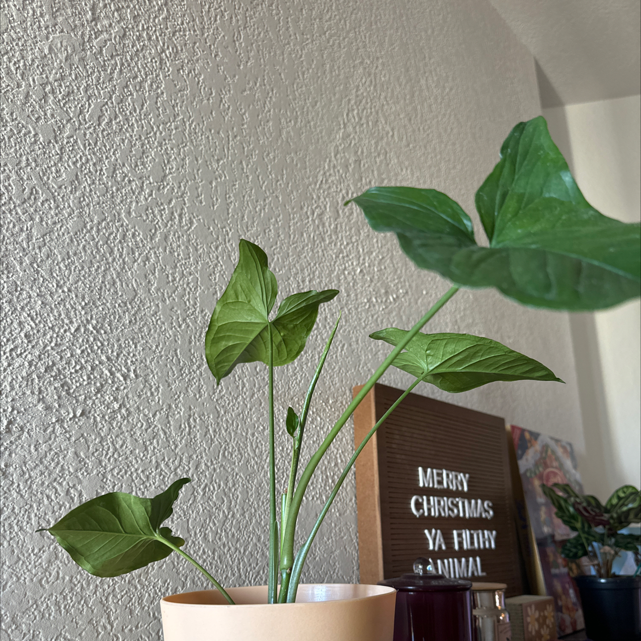 Photo of the plant species Green Nephthytis Plant by @SmileyOrchid80 named Aristotle on Greg, the plant care app