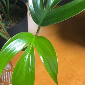 Photo of the plant species dragon tail by @PreferredEndive named Curie on Greg, the plant care app
