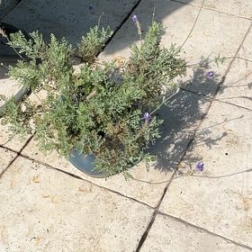 Photo of the plant species Fernleaf Lavender by @AngelWoodruff79 named Curie on Greg, the plant care app