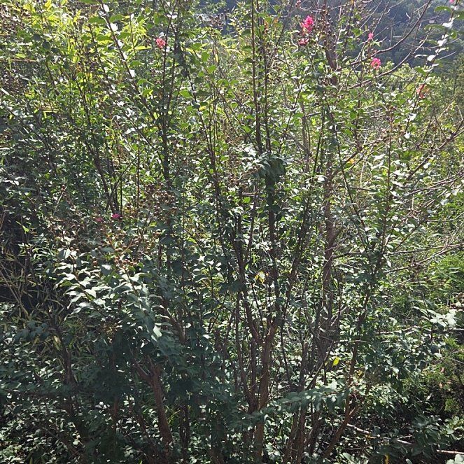 Photo of the plant species Tree Fuschia by @FunFlamevine25 named Rosa on Greg, the plant care app